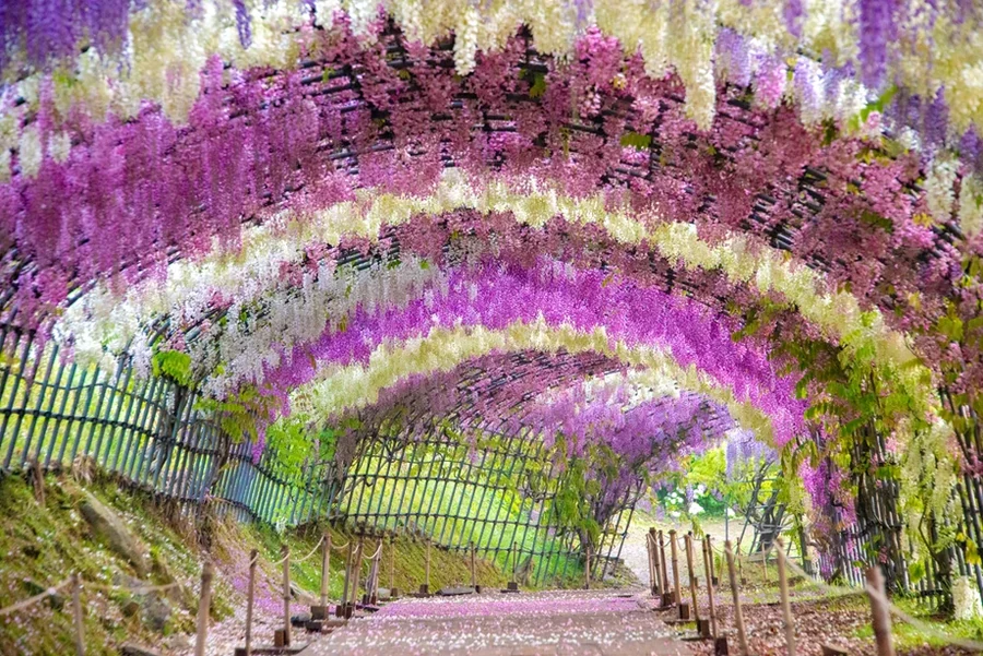 薄紫や白の藤の花房が幾重にも連なる河内藤園のトンネル