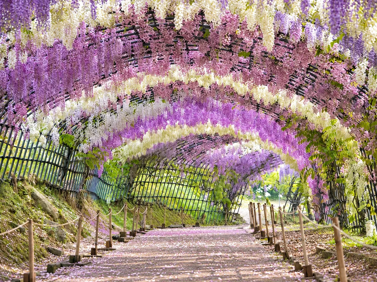 薄紫や白、ピンクの藤の花が重なり合う河内藤園のトンネル