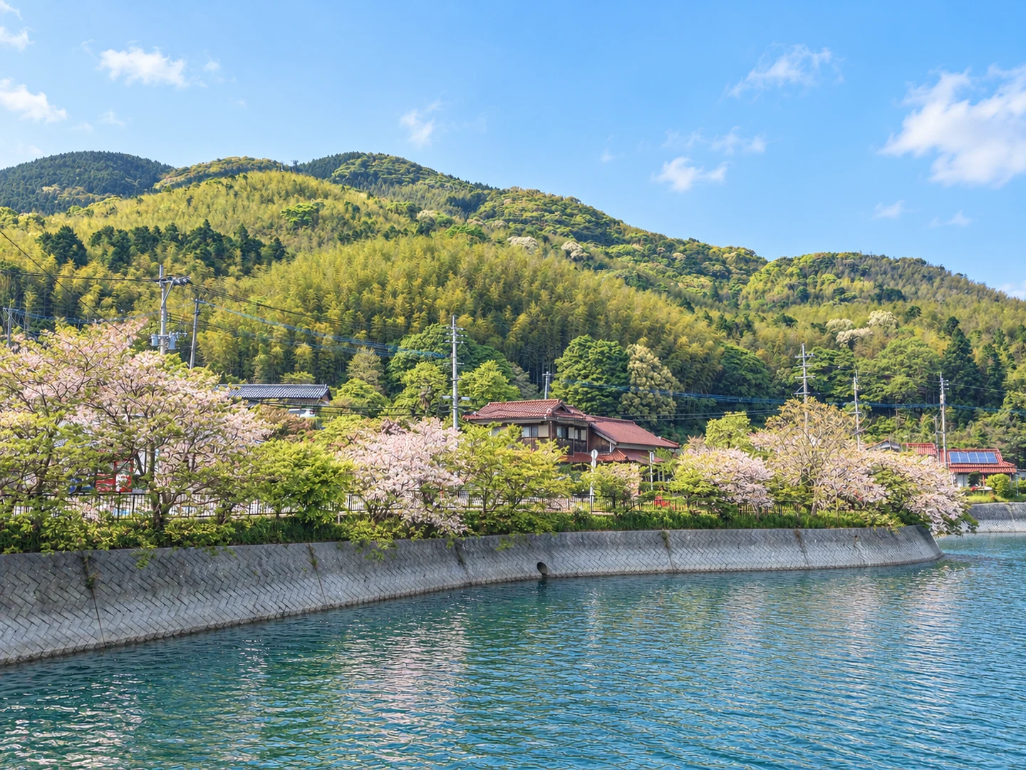 水面越しに桜の岸辺と里山を正面に望む河内貯水池の春の四季ビジュアル